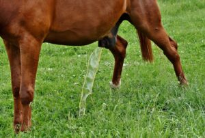 尿もれ対策に効果的なタオルの使用法とは？