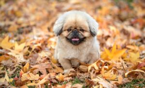 尿もれの分類にはどのような種類があるの？