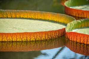 尿もれ用パッドの口コミでおすすめの商品は？