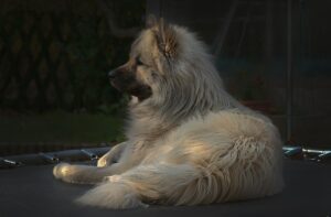 トランポリンを使った尿もれ予防の効果とは？