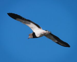 子宮筋腫が尿漏れに与える影響とは？