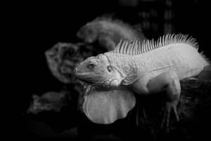 尿もれに対する漢方の効果は早いのか？