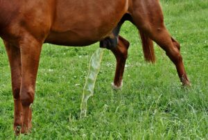 尿もれ対策に効果的なサプリメントのおすすめは？